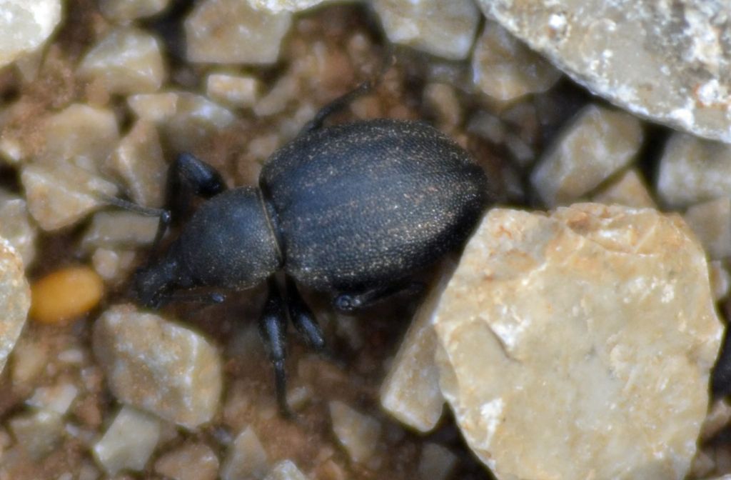 Otiorhynchus (Paracryphiphorus) alutaceus alutaceus
